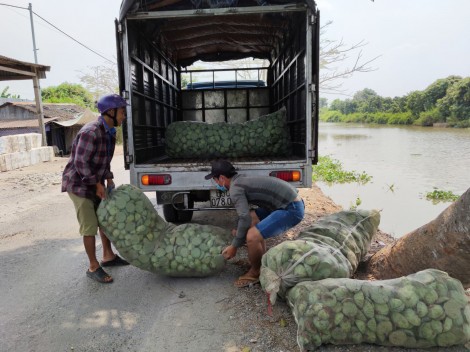 Giá gương sen tăng nhẹ