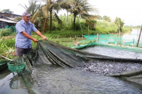 Giá cá tra giống khởi sắc