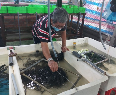 Nâng cao năng lực sản xuất, cung ứng giống