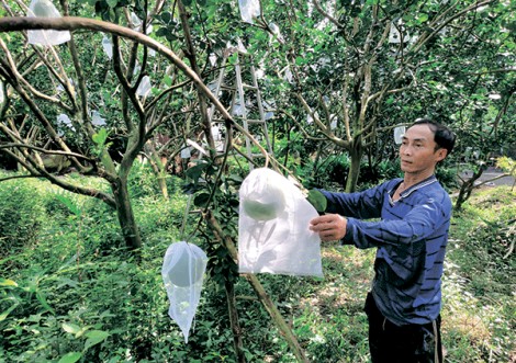 Nhà vườn kỳ vọng giá trái cây sớm được cải thiện