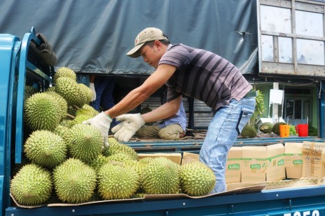 Giá trái sầu siêng tăng mạnh trở lại