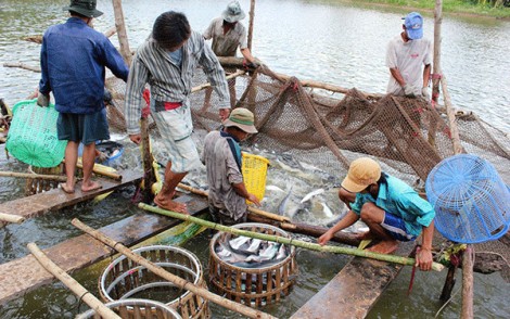 Xoay trục phát triển nông nghiệp ÐBSCL hậu COVID-19
