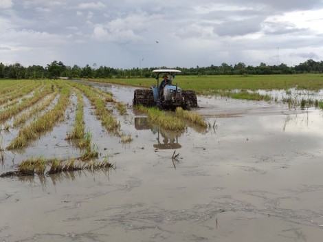 Chủ động để vụ lúa đông xuân thắng lợi