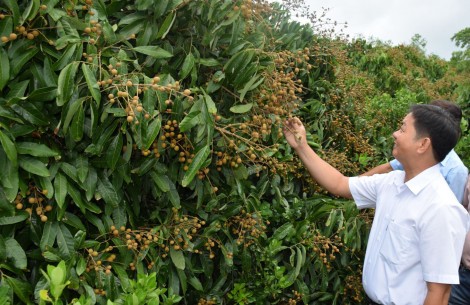 Sức bật xã nông thôn mới nâng cao Nhơn Nghĩa