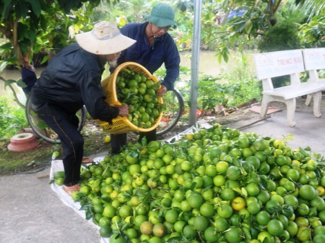 Giá nhiều loại cam và quýt giảm