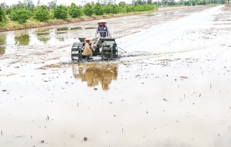 Hỗ trợ nông dân sản xuất lúa đông xuân