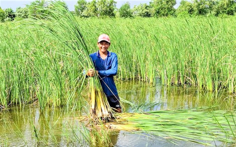 “Vườn rau sạch” giữa lòng thành phố