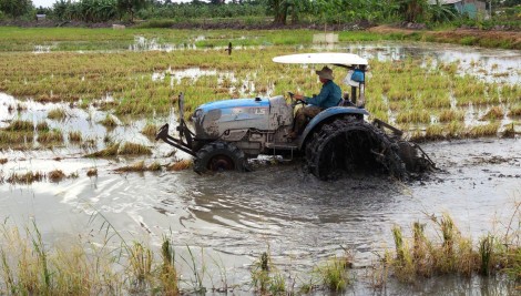 Chủ động quản lý các đối tượng dịch hại, đảm bảo sản xuất thắng lợi vụ lúa đông xuân 