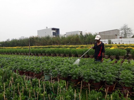 Bình Thủy: Số lượng hoa kiểng chuẩn bị phục vụ Tết giảm khoảng 50% so với năm trước