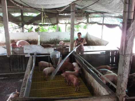 Hỗ trợ nông dân tái đầu tư chăn nuôi