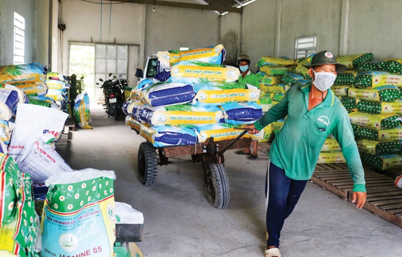 Sản xuất lúa vụ đông xuân gặp khó với giá vật tư đầu vào tăng cao