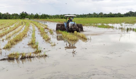 Cần Thơ xuống giống gieo trồng gần 31.000ha lúa vụ đông xuân