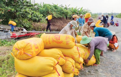 Sản xuất lúa đạt năng suất, sản lượng cao