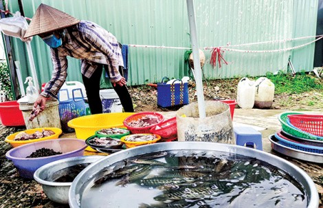 Vào mùa thu hoạch rộ cá ruộng, giá nhiều loại cá giảm