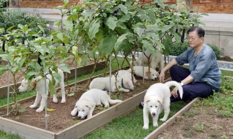 Dân Hàn tranh cãi về thịt chó