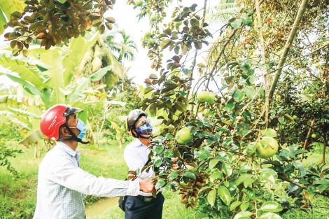 Hỗ trợ nông dân tăng hiệu quả sản xuất, kết nối đầu ra nông sản