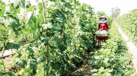 Giá nhiều loại rau quả tăng