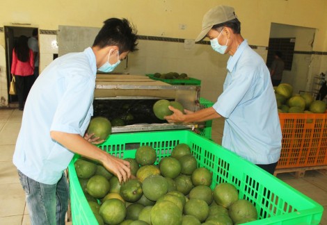 Tăng cường kết nối cung cầu, thúc đẩy tiêu thụ trái cây