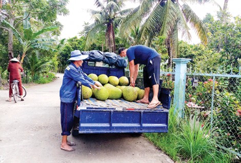 Thu hoạch 142.238 tấn trái cây
