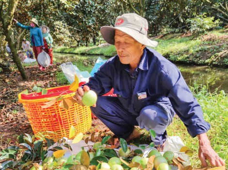 Phát huy vai trò của hợp tác xã trong liên kết sản xuất, tiêu thụ nông sản