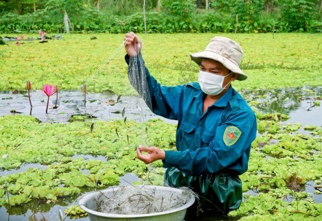 Nuôi cá bã trầu cộng sinh - “làm chơi ăn thiệt”