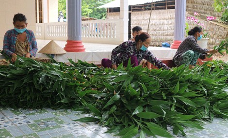 Trồng trường sanh tạo việc làm, thu nhập ổn định