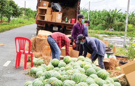 Giá dưa hấu duy trì ở mức cao, nông dân phấn khởi