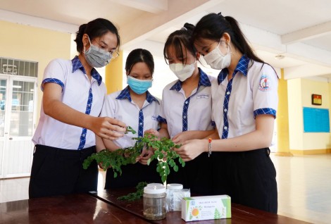 Sáng tạo dùng chùm ngây phục vụ cuộc sống