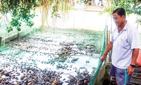 Giá ếch nuôi tăng lên 10.000 đồng/kg