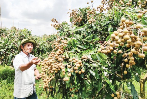 Thới Lai - Chuyển biến tích cực trong phát triển kinh tế