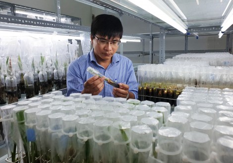 Áp dụng quy trình nhân giống dừa sáp của Trường ĐH Trà Vinh vào sản xuất