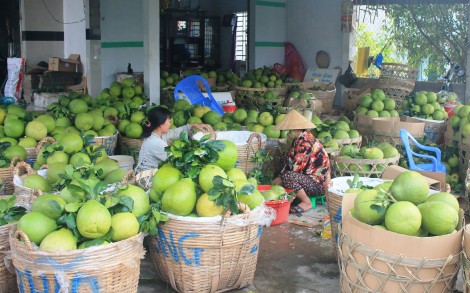 Kết nối cung cầu, thúc đẩy tiêu thụ nông sản thực phẩm dịp Tết Nguyên đán 2022