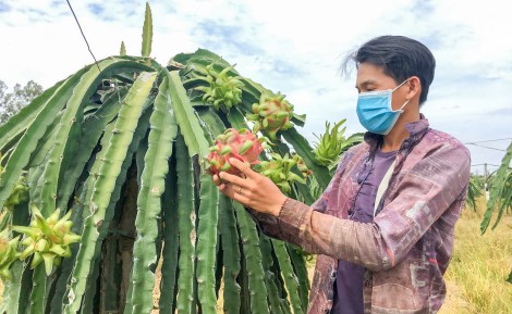 Hỗ trợ 20 hợp tác xã phát triển kênh bán hàng qua môi trường mạng