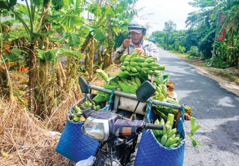 Giá chuối tăng trở lại