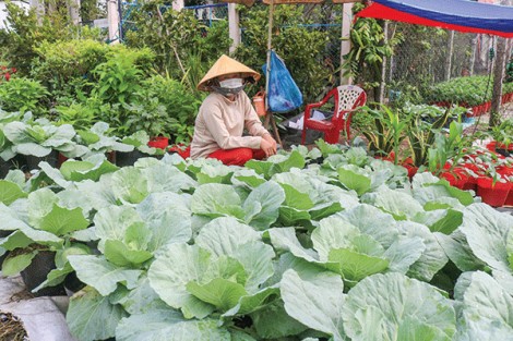 Trồng rau màu trong chậu làm kiểng bán được giá cao