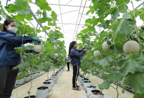 Nghị quyết của Chính phủ tháo gỡ vướng mắc trong lĩnh vực nông nghiệp và phát triển nông thôn