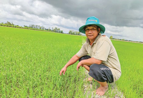 Chủ động chăm sóc, bảo vệ tốt lúa đông xuân