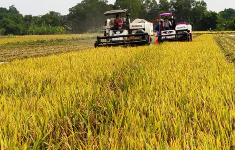 Nông nghiệp Cần Thơ nỗ lực duy trì đà tăng trưởng