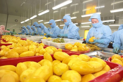 Triển vọng xuất khẩu rau quả của Việt Nam sang EU