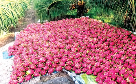Tiền Giang nỗ lực tìm giải pháp tiêu thụ hàng nông sản
