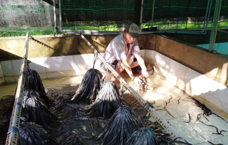 Giá lươn thịt khởi sắc trở lại