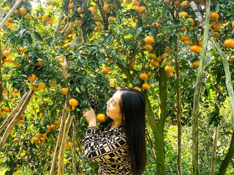 Vườn quýt hồng đầu tiên ở Cần Thơ mở cửa đón khách
