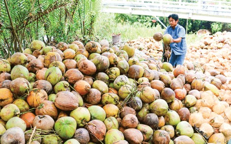 Giá dừa khô Bến Tre giảm mạnh