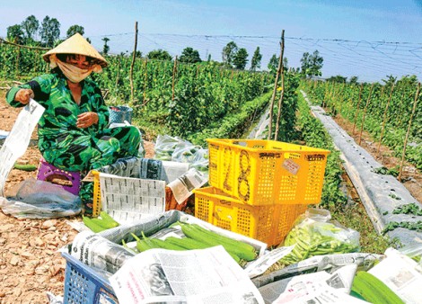 Mướp hương bán được giá