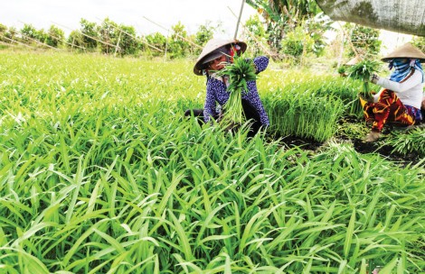 Nông nghiệp xanh khẳng định ưu thế