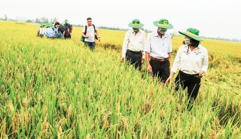 Hiệu quả sản xuất lúa gạo từ mô hình cánh đồng lớn