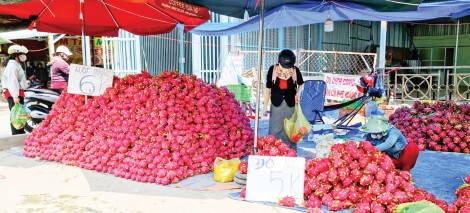 Dự kiến có hơn 1,8 triệu tấn trái cây được thu hoạch