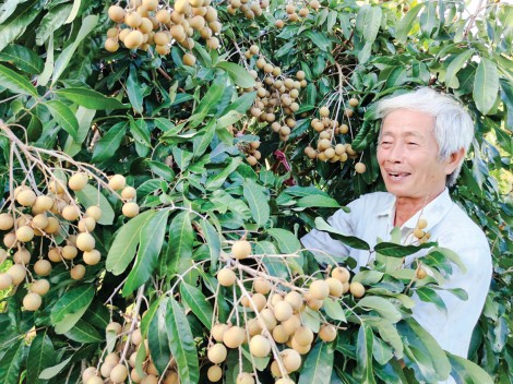Giá xoài và nhãn khởi sắc