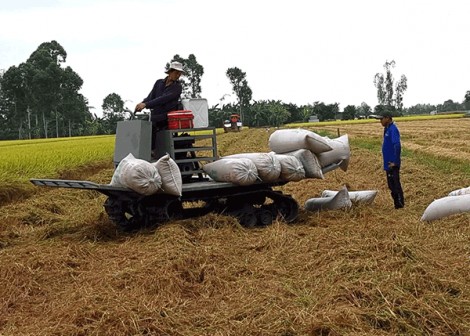 Giá lúa giảm 500-900 đồng/kg so với cùng kỳ
