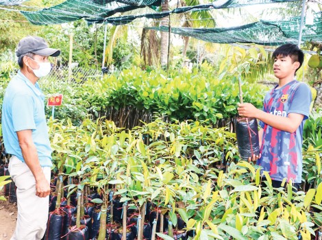 Nguồn cung cây giống dồi dào, giá giảm